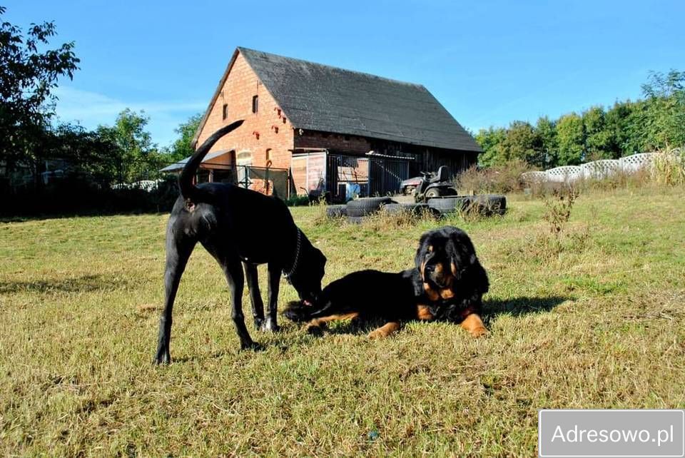 dom wolnostojący, 5 pokoi Mały Głęboczek. Zdjęcie 10