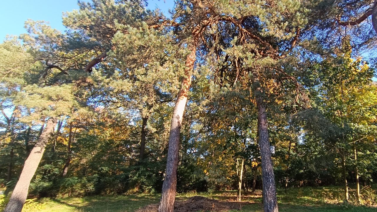 Działka budowlana Dzierzgówek. Zdjęcie 3