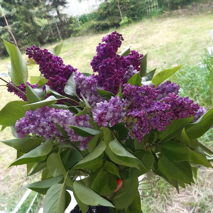 Działka rod Gdańsk Osowa, ul. Meteorytowa. Zdjęcie 4