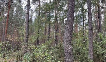 Działka leśna Rostki