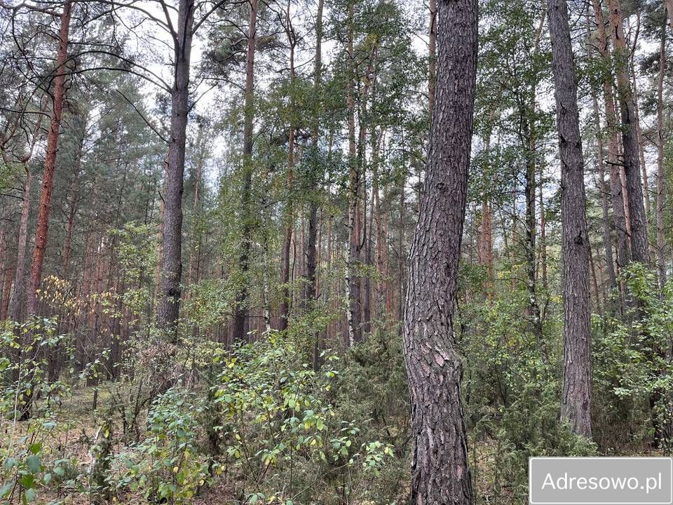 Działka leśna Rostki. Zdjęcie 2