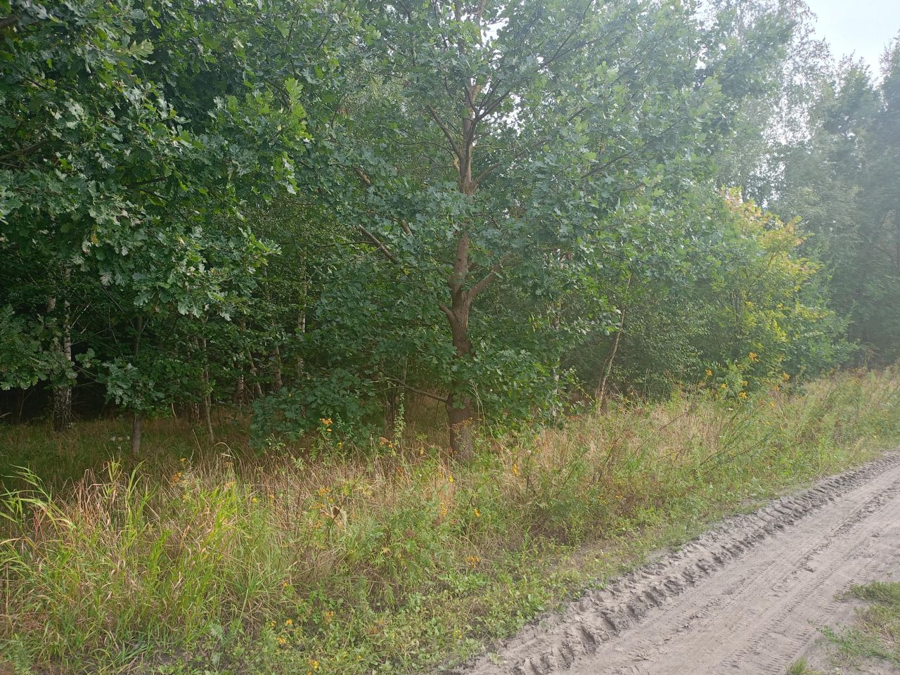 Działka budowlana Tuszynki. Zdjęcie 6