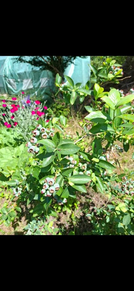 Działka rod Siemianice. Zdjęcie 3