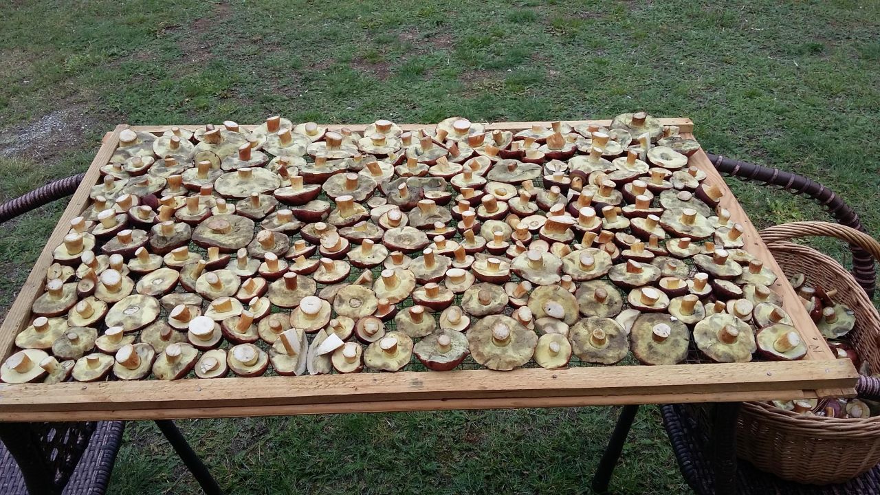 Działka rolna Bledzew Tymiana, ul. Tymiany. Zdjęcie 31