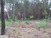 Działka leśna Wólka Radzymińska, ul. Krótka. Zdjęcie 2