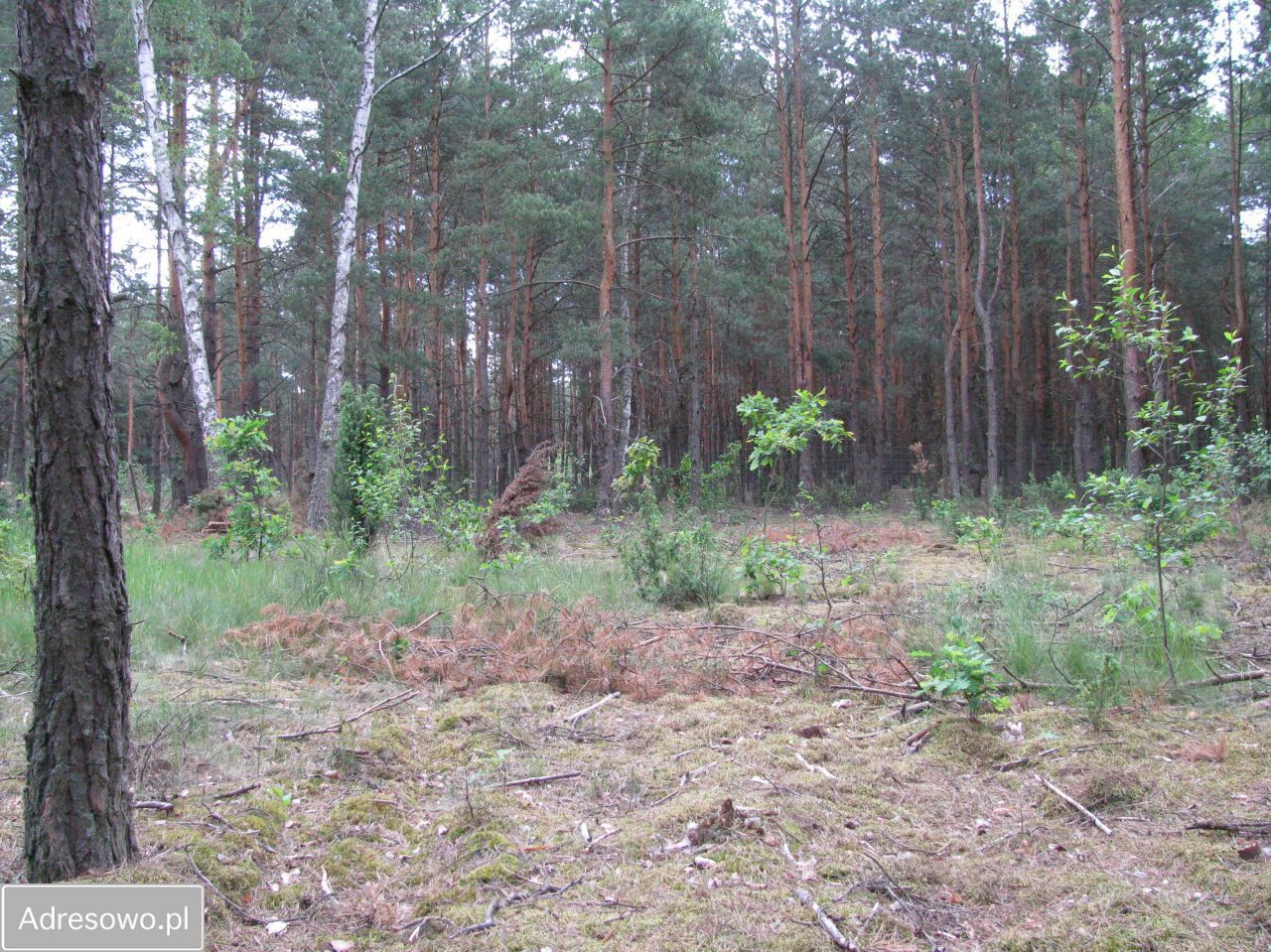 Działka leśna Wólka Radzymińska, ul. Krótka. Zdjęcie 3