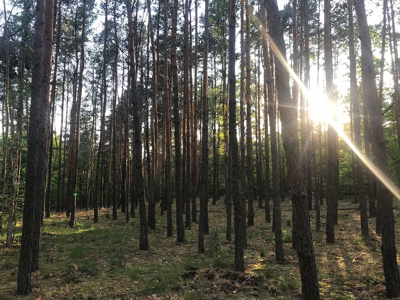 Działka leśna Warszawa Choszczówka, ul. Różopole. Zdjęcie 7