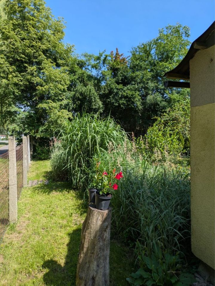 Działka rod Czernica, ul. Stara. Zdjęcie 6