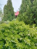 Działka rod Leszno, ul. Kwiatowa. Zdjęcie 3
