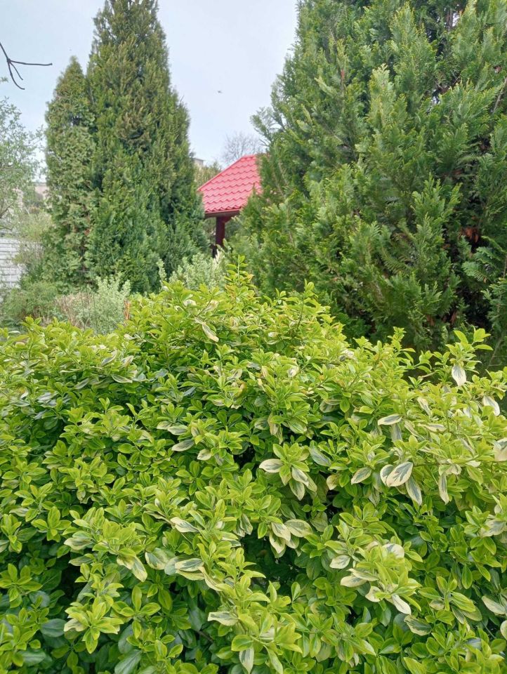 Działka rod Leszno, ul. Kwiatowa. Zdjęcie 4