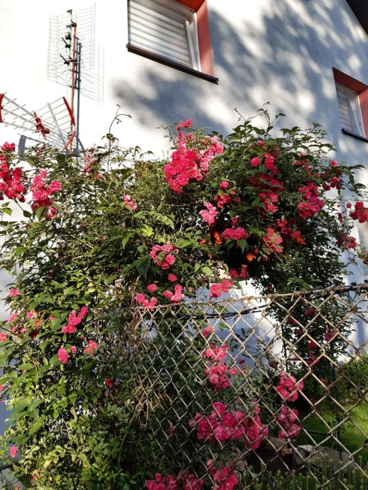 gospodarstwo Nowy Świętów. Zdjęcie 3