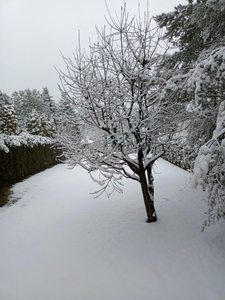 bliźniak, 5 pokoi Jastrzębie, ul. Graniczna. Zdjęcie 37