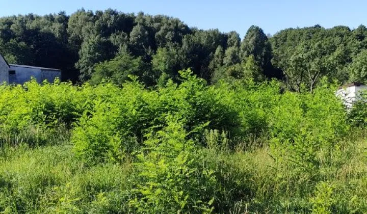 Działka budowlana Kobyla, ul. Główna