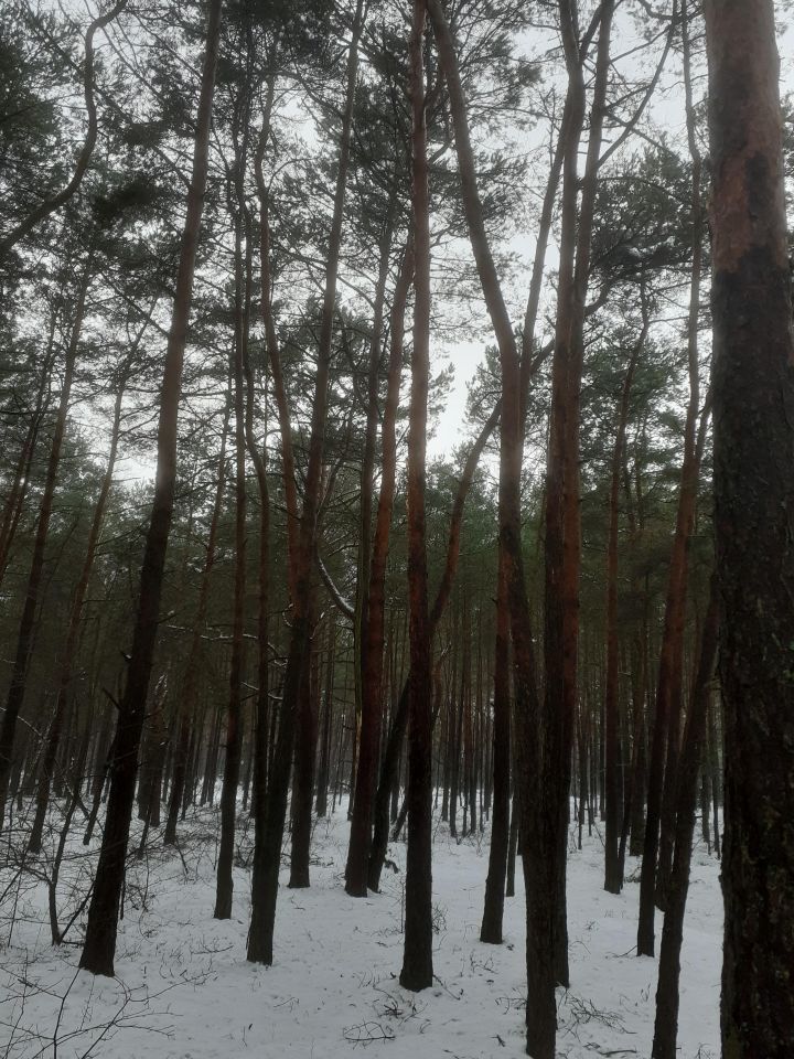 Działka leśna Zakrzewo Kościelne Zakrzewo-Błota. Zdjęcie 3
