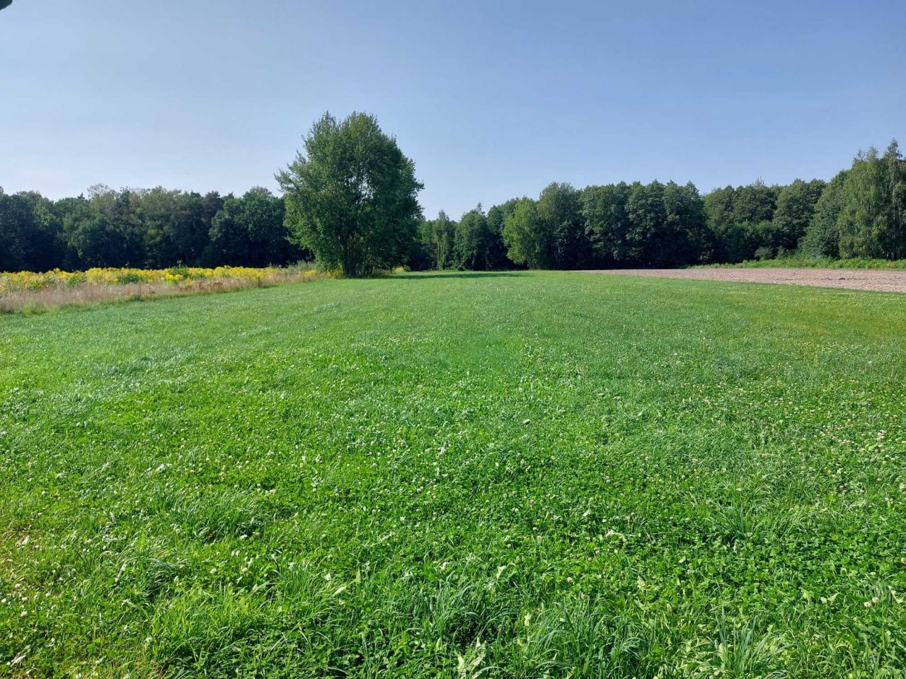 Działka rolna Grzmucin. Zdjęcie 3