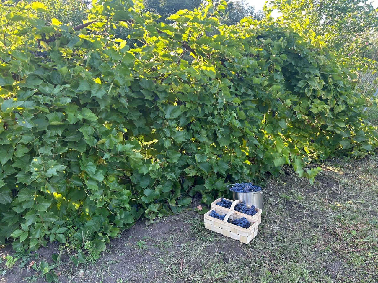 Działka rod Wrocław Kuźniki, ul. Koszalińska. Zdjęcie 7