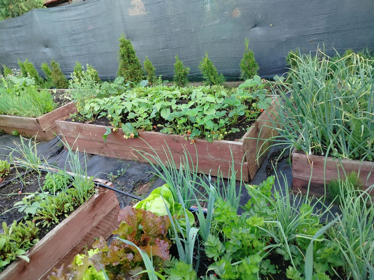 Działka rod Zawiercie Centrum. Zdjęcie 5