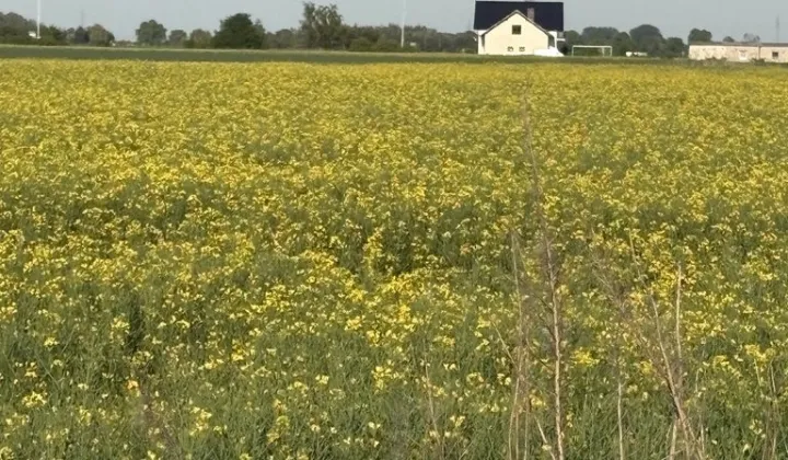 Działka budowlana Mórkowo