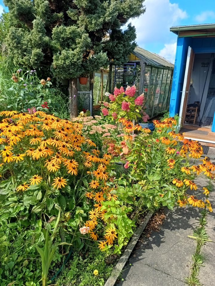 Działka rod Gdynia Chylonia, ul. Hutnicza. Zdjęcie 7