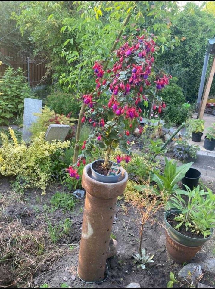 Działka rod Wrocław Ołtaszyn. Zdjęcie 7