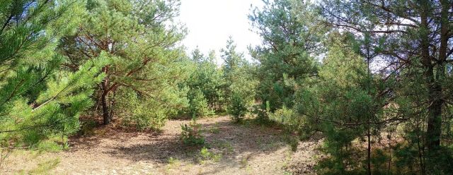 Działka rolno-budowlana Małszyce Bory Małszyckie. Zdjęcie 1