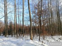 Działka leśna Stasiówka. Zdjęcie 1