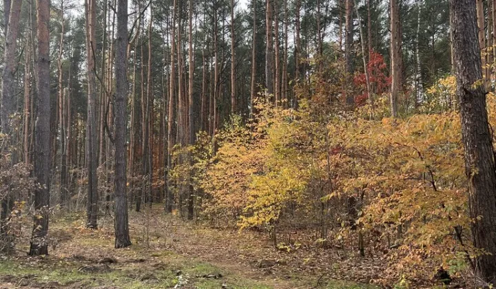 Działka budowlana Sulejówek, ul. Muzyczna