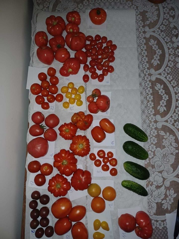 Działka rod Wieluń. Zdjęcie 5