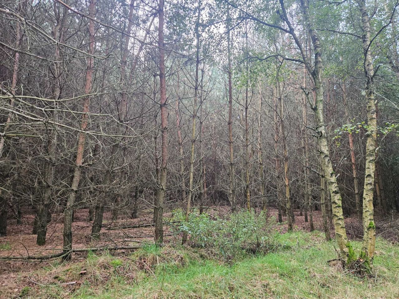Działka leśna Karniszewo. Zdjęcie 5