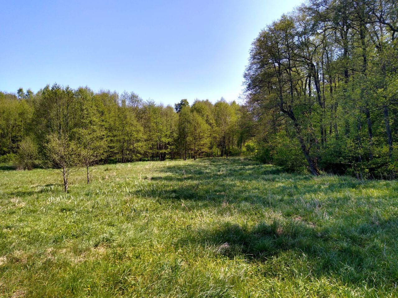 Działka siedliskowa Bożepole Wielkie. Zdjęcie 12