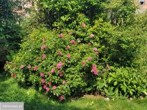 Mieszkanie 3-pokojowe Mierzyn, ul. Grafitowa. Zdjęcie 1