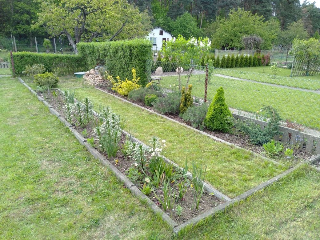 Działka rod Żary. Zdjęcie 6