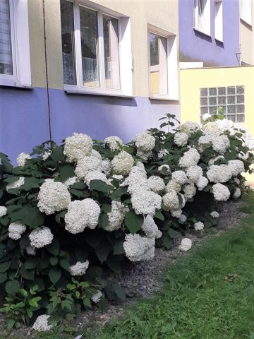 Mieszkanie 1-pokojowe Lublin LSM, ul. Pana Balcera. Zdjęcie 14