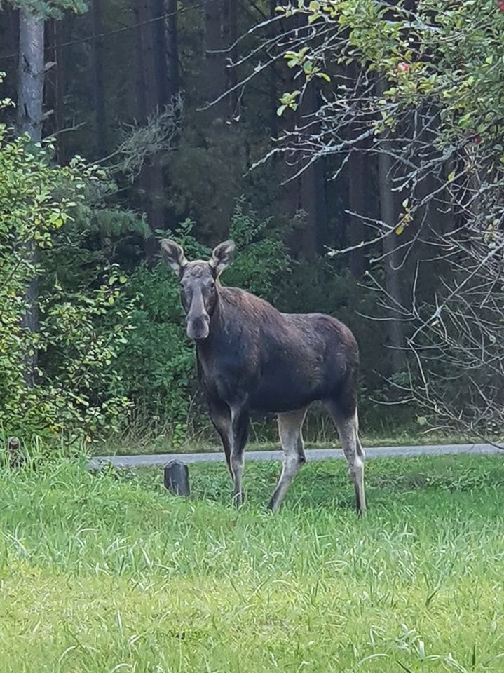 Działka siedliskowa Nowy Lipsk. Zdjęcie 24