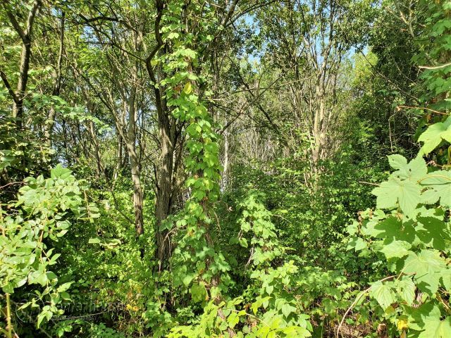 Działka siedliskowa Borek Stary. Zdjęcie 14