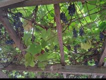 Działka rod Tomaszów Mazowiecki. Zdjęcie 1