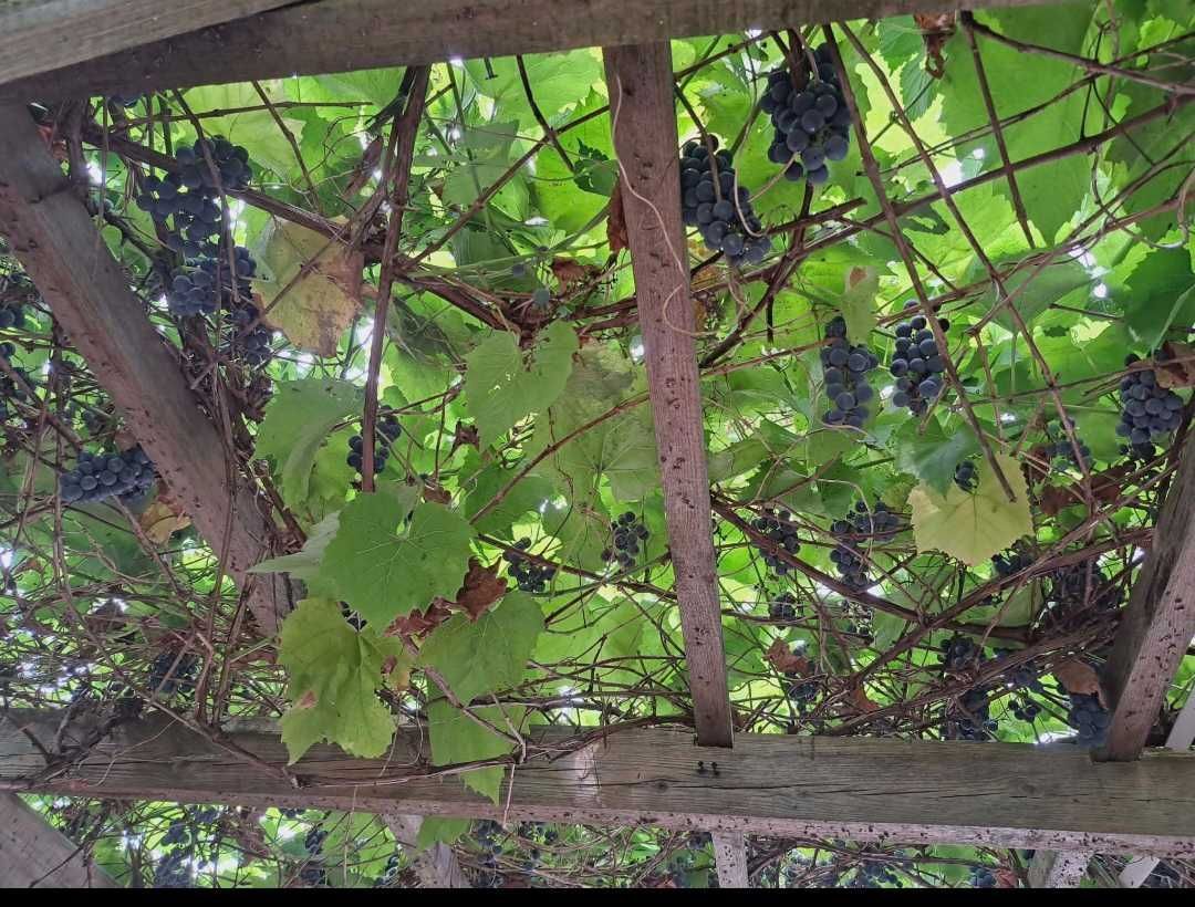 Działka rod Tomaszów Mazowiecki. Zdjęcie 2