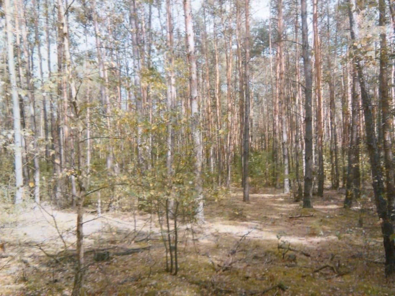 Działka leśna Gostynin. Zdjęcie 6