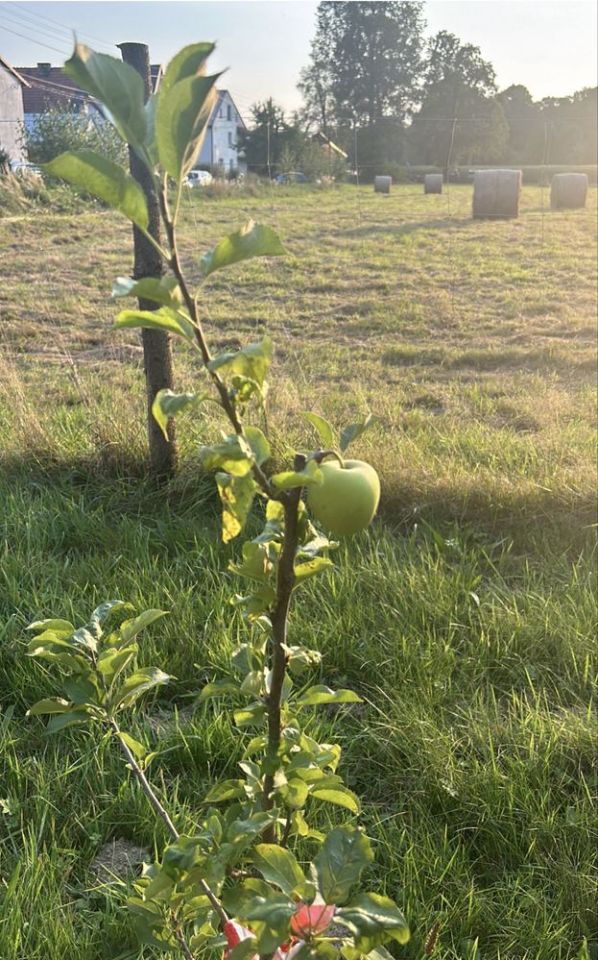 Działka budowlana Łąka Prudnicka. Zdjęcie 4