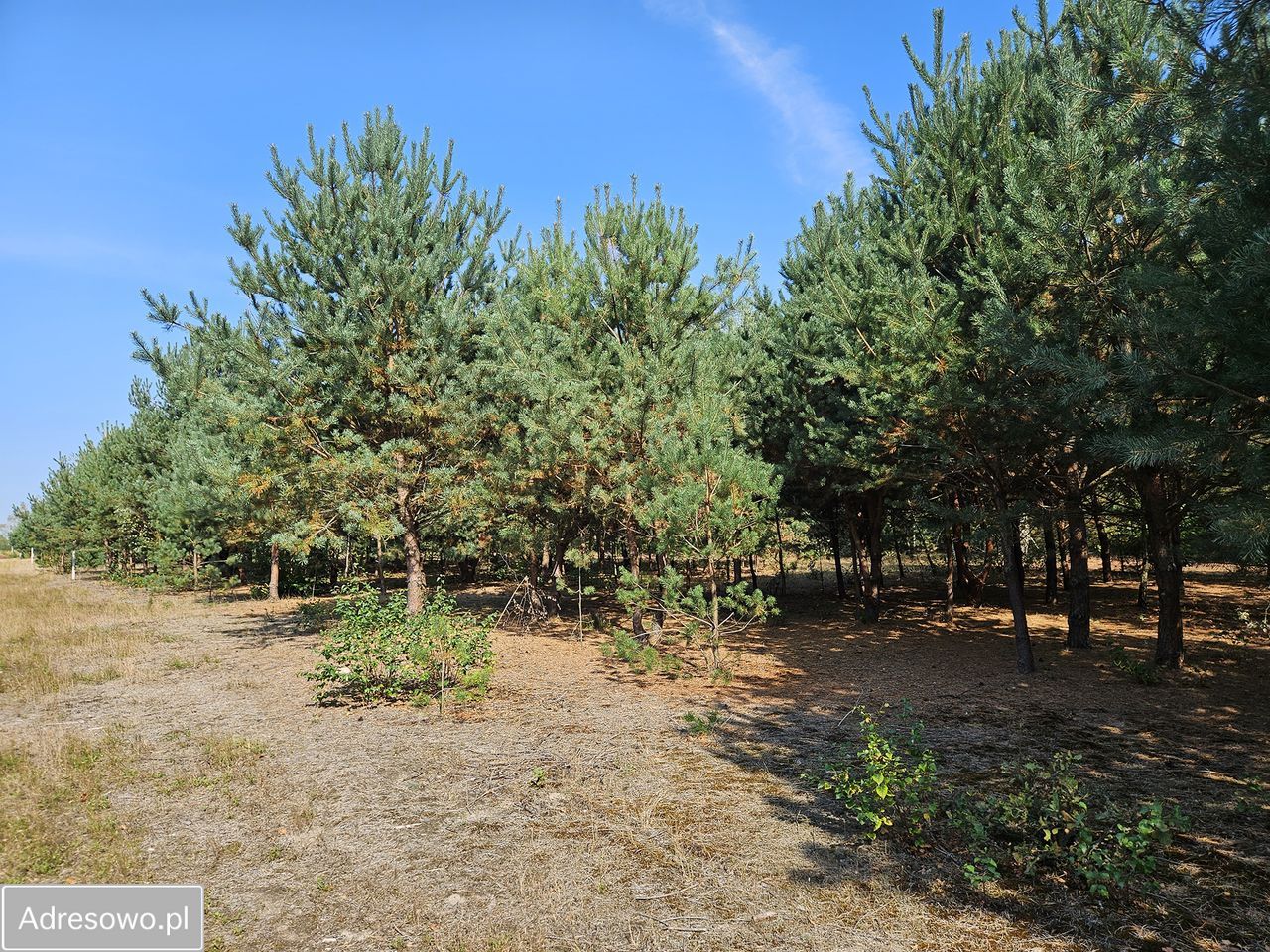 Działka budowlana Miedniewice. Zdjęcie 8