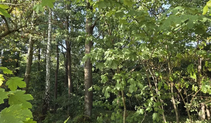 Działka leśna Świątniki Górne