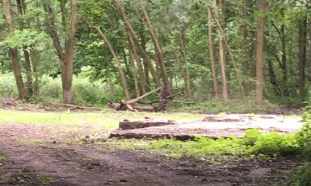 Działka leśna Szczecin Kijewo, ul. Kozia. Zdjęcie 1