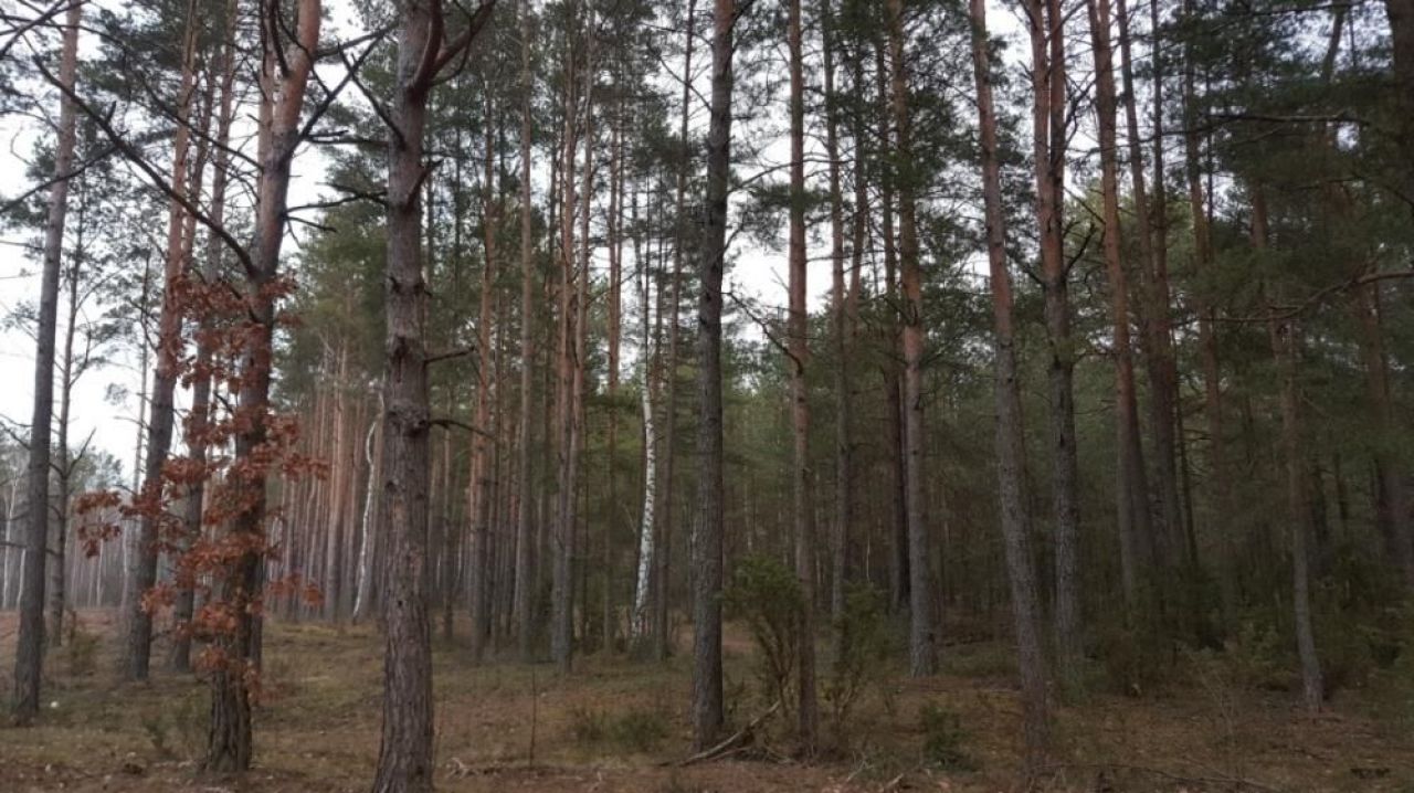 Działka leśna Rajsk