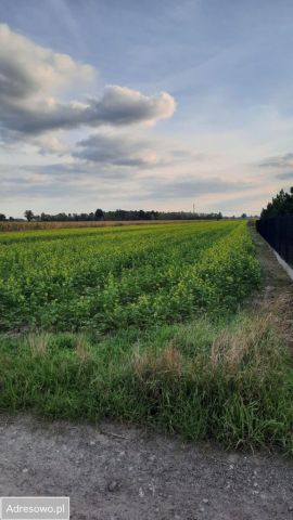 Działka rolna Nowy Białynin. Zdjęcie 1