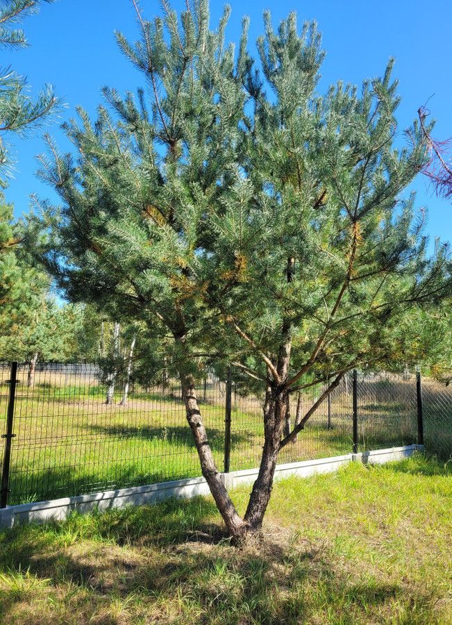 Działka rekreacyjna Grabie. Zdjęcie 6