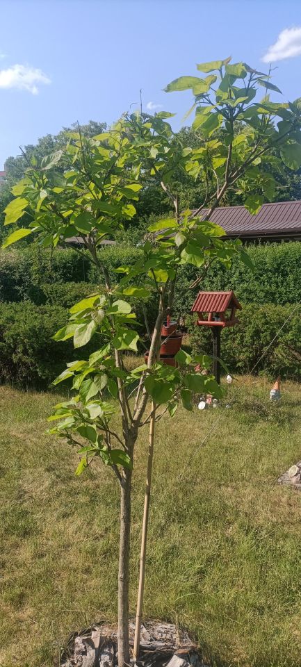 Działka rod Łódź Górna, ul. Lodowa. Zdjęcie 35