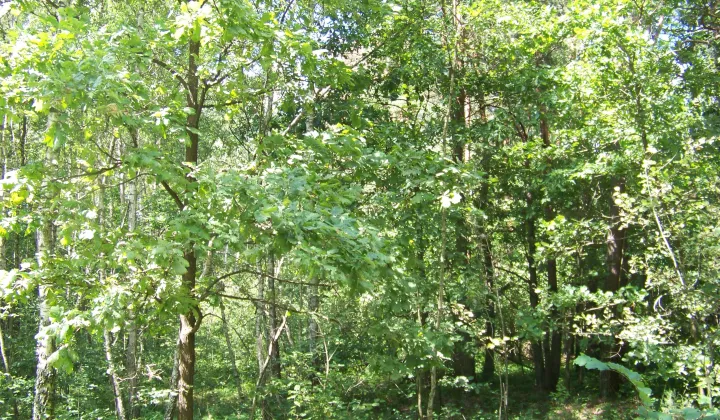 Działka leśna Horyniec-Zdrój