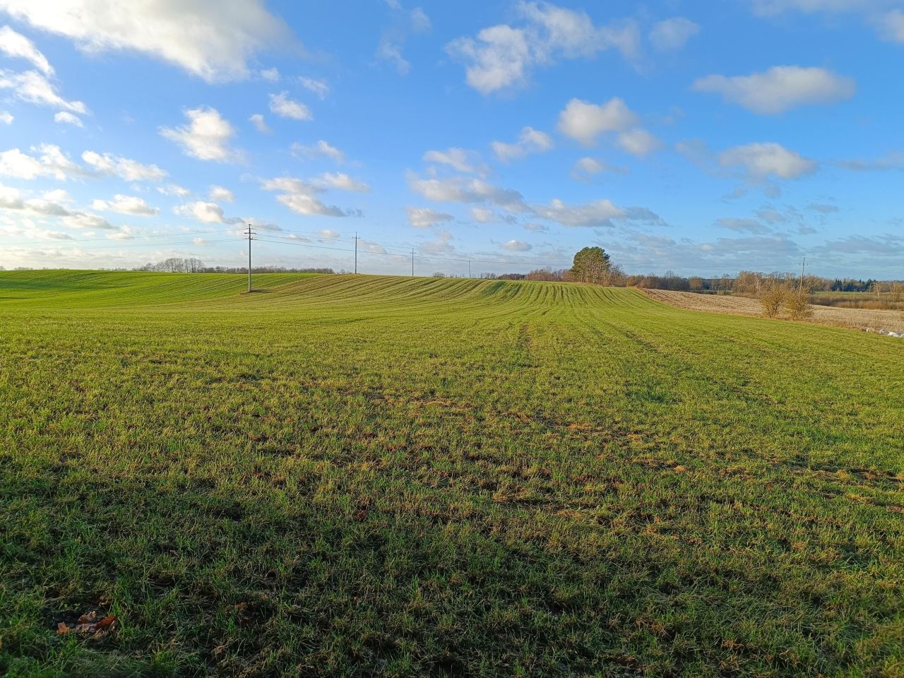Działka rolna Skrzypki. Zdjęcie 5