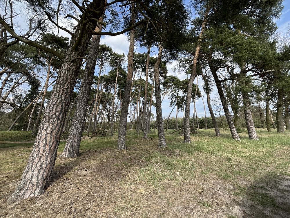 Działka budowlana Zbrudzewo, ul. Rumiankowa. Zdjęcie 8