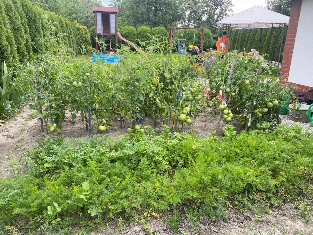 Działka rod Brzeg. Zdjęcie 7